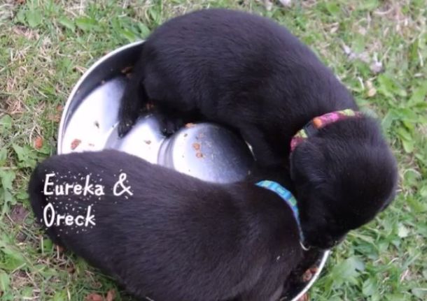 4-18-16 Oreck eating