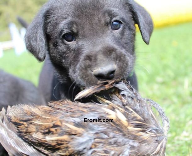 4-25-16 Kirby Grouse