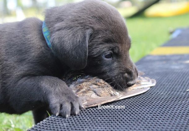 4-25-16 Oreck grouse chomp