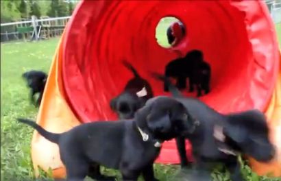 4-30-16 agility play