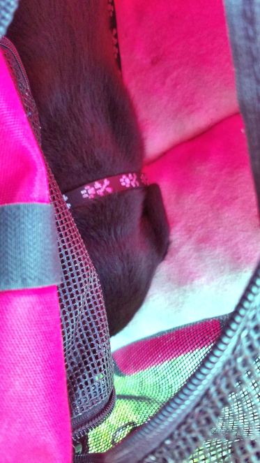 5-24-16 Napping in the crate