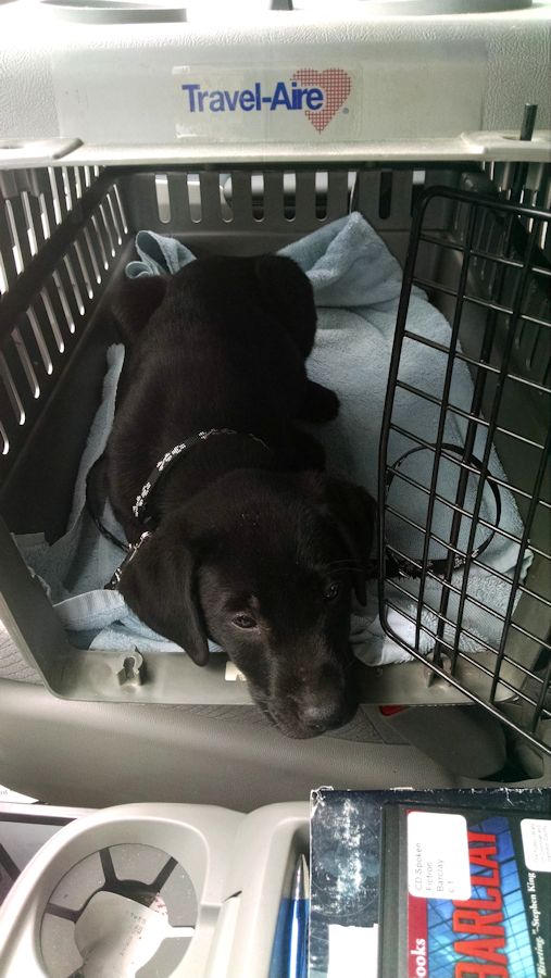 5-26-16 Happy in crate Sm