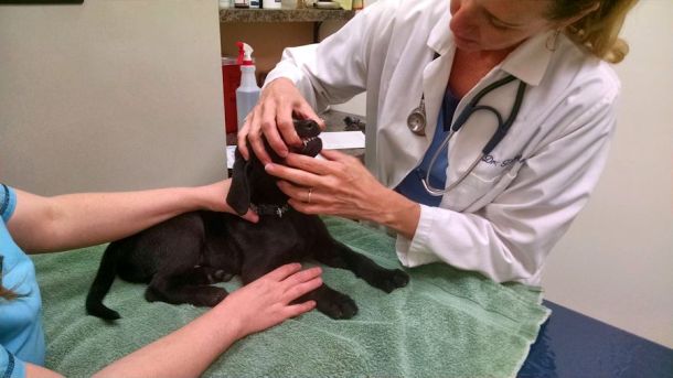 5-26-16 Vet Exam3 Sm