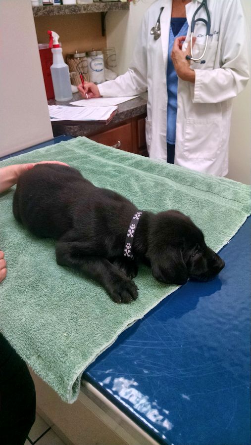 5-26-16 Vet Exam4 Sm