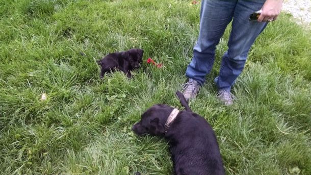 5-26-16 With Lauras dog sm