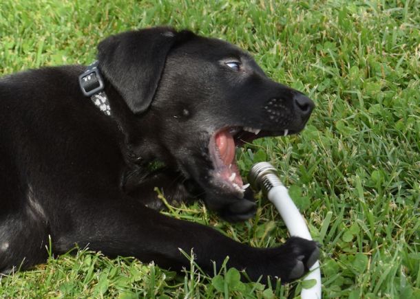 5-27-16 attacking the hose Sm