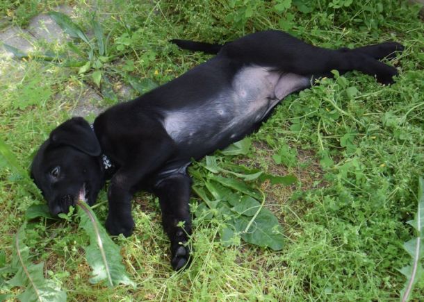 5-27-16 Nom on dandilions Sm