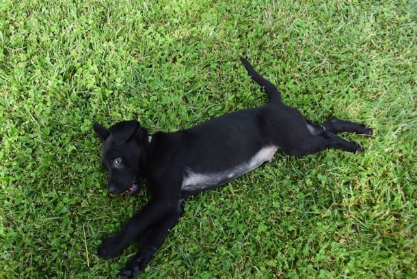 5-27-16 Rolling in the grass Sm