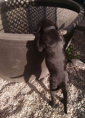 5-30-16 Drinking like the big dog Sm