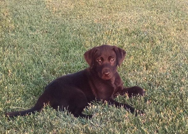 5-31-16 choc lab1 Sm
