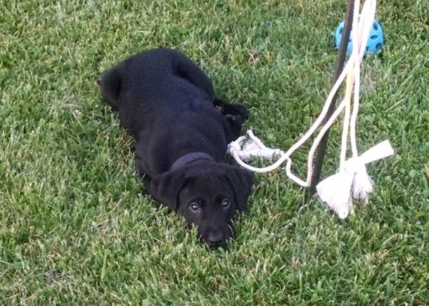 5-31-16 too pooped to party Sm