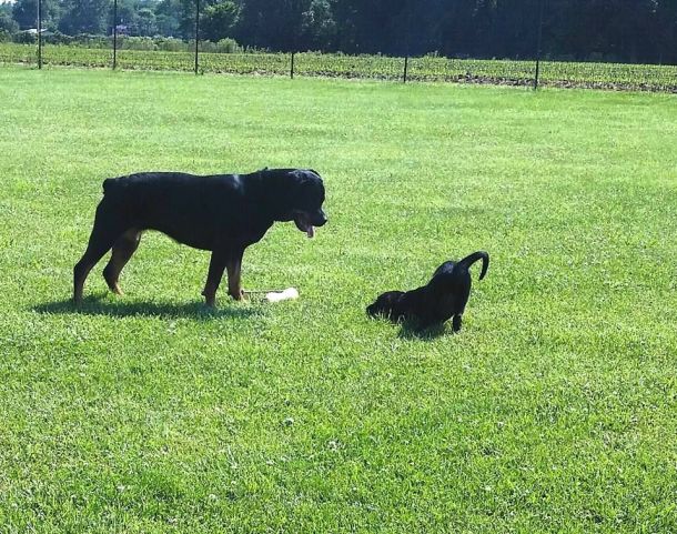 6-10-16 Desi play with me