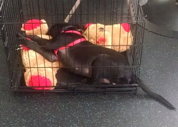 6-24-16 need bigger crate Sm