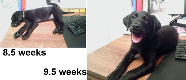 6-3-16 yup- growing Sm