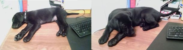 6-3-16 yup- growing2 Sm