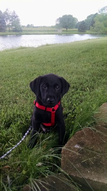 6-5-16 By the lake Sm