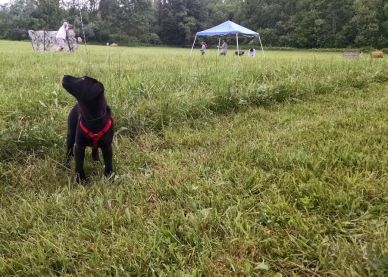 6-5-16 Hunt test field Sm