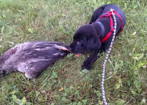 6-5-16 nibbling on toes Sm