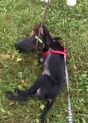 6-5-16 playing w baby Doxie Sm