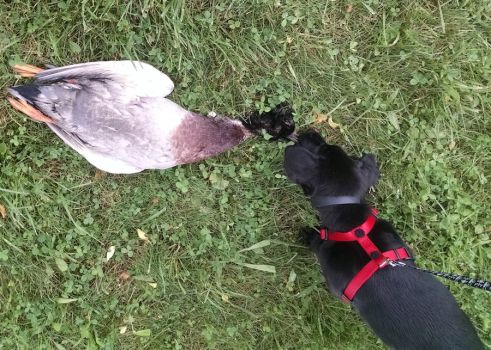 6-5-16 Prefers the beak Sm