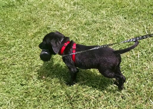 6-5-16 Proud of his prize Sm