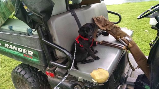 6-5-16 Ready for a ride Sm