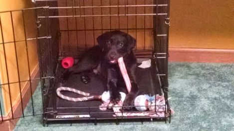 6-7-16 chilling in his crate Sm