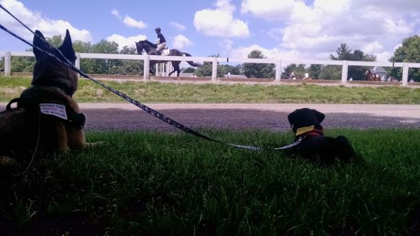 6-7-16 Watching the horses Sm