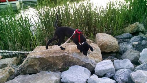 7-1-16 Mountain goat sm