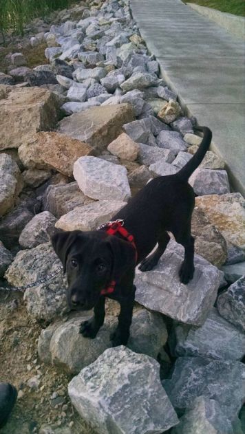 7-1-16 Rip Rap no problem Sm