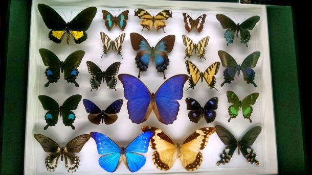 7-17-16 Butterflies and moths Sm