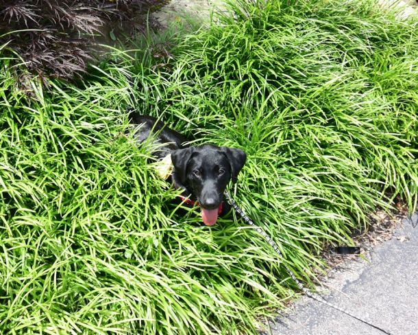 7-17-16 Cool grass SM