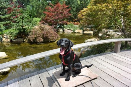 7-17-16 Creation Museum Garden Sm