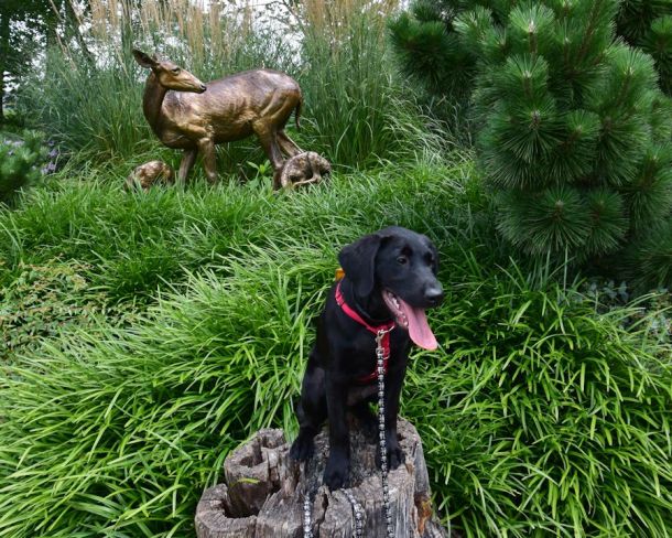 7-17-16 hot puppy SM