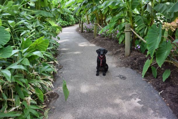 7-17-16 Jungle puppy Sm