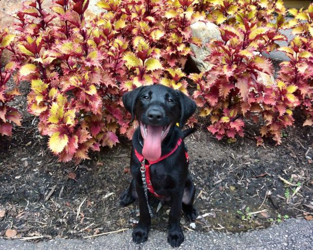 7-17-16 Tongue out Sm