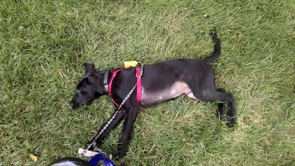 7-17-16 Very tired pup SM