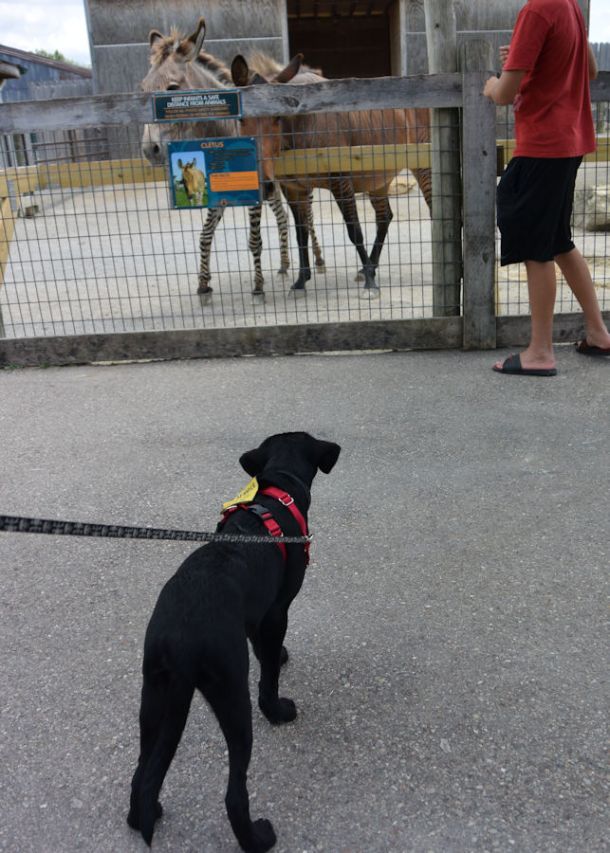 7-17-16 Zonkey and Zorse SM