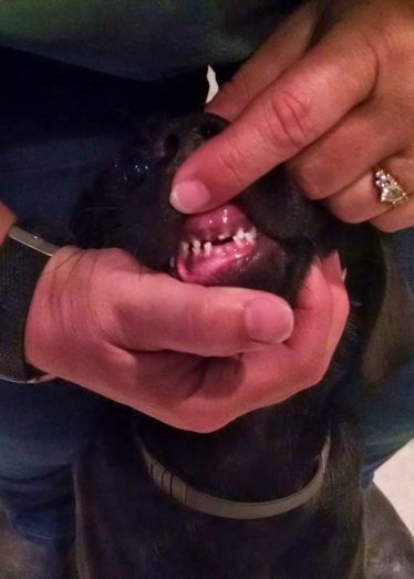 7-20-16 lost teeth sm