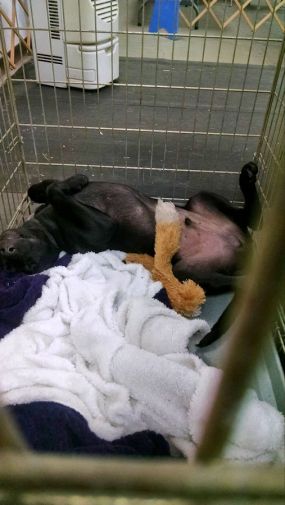 7-24-16 barn hunt relaxing sm