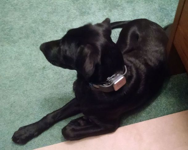 7-28-16 GPS Collar sm
