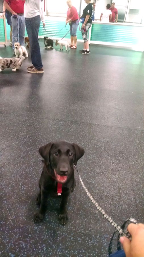 7-7-16 puppy class Sm