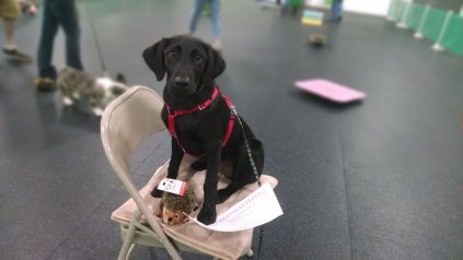 8-10-16 Graduated puppy class Sm