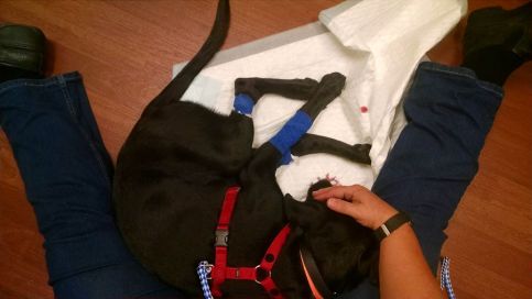 8-22-16 waiting for vet sm