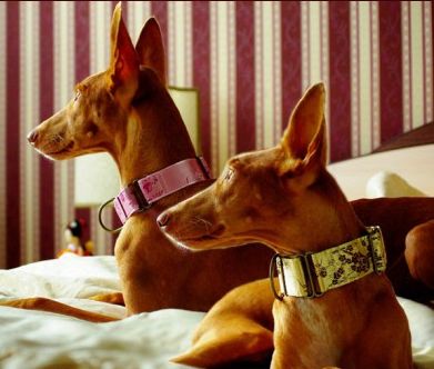 Greyhound collars