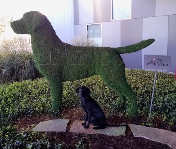 9-11-16-purina-event-ctr-sm