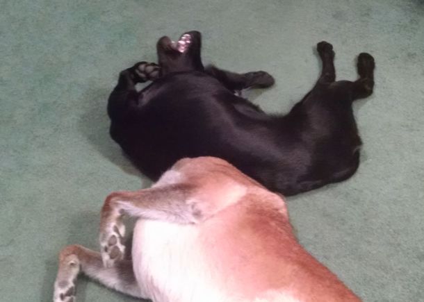 10-13-16-on-daz-head-sm