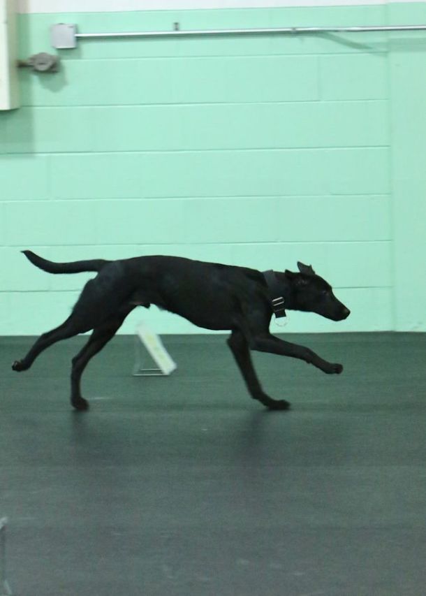 10-21-16-obed-recall-1-sm