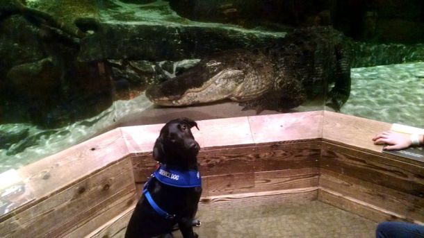 12-20-16-fifteen-ft-gator-sm