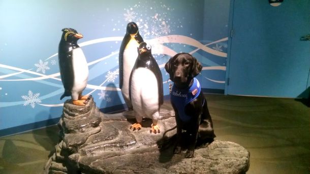 12-20-16-penguins-sm